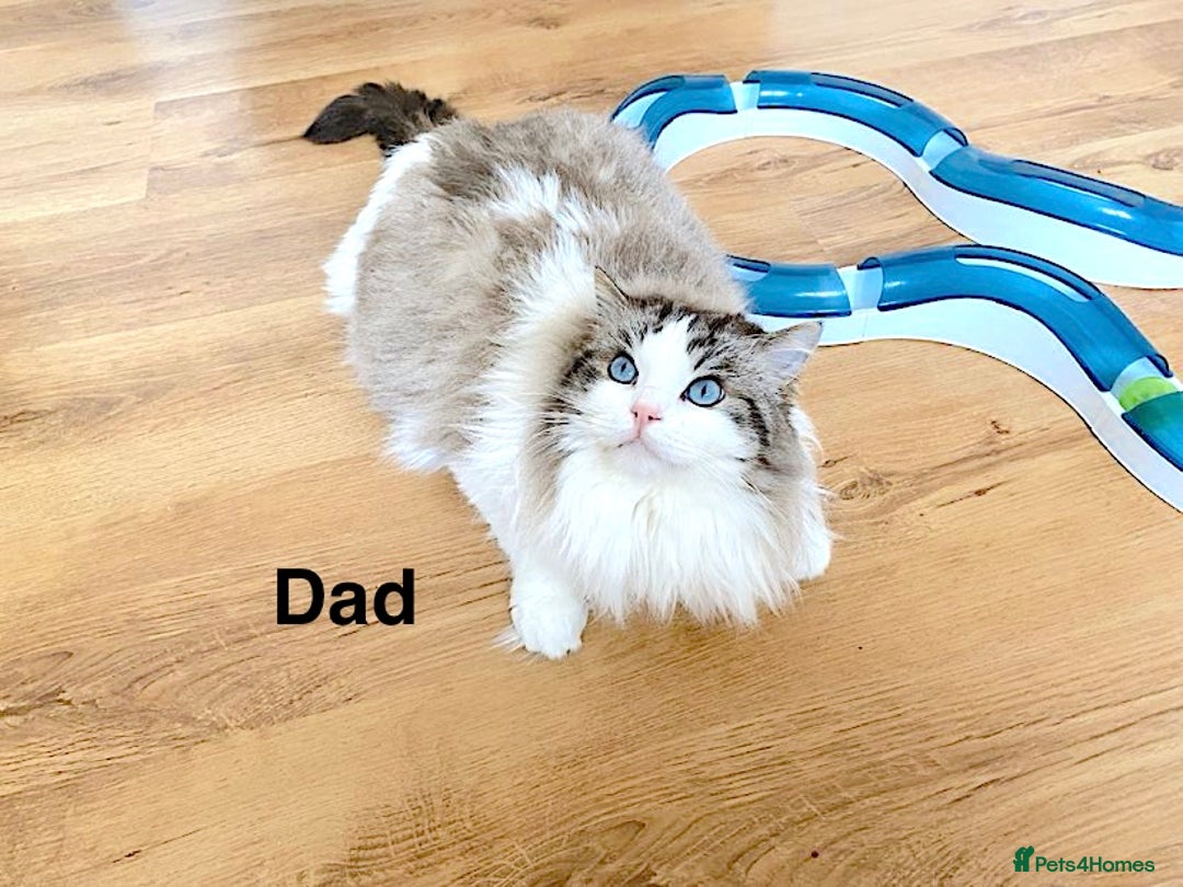 Ragdoll cats for sale: INDOOR FULL PEDIGREE RAGDOLL KITTENS - Image 22