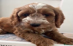 Cockapoo dogs for sale: F1 SHOW TYPE COCKAPOO EXTENSIVELY HEALTH TESTED  - Image 10
