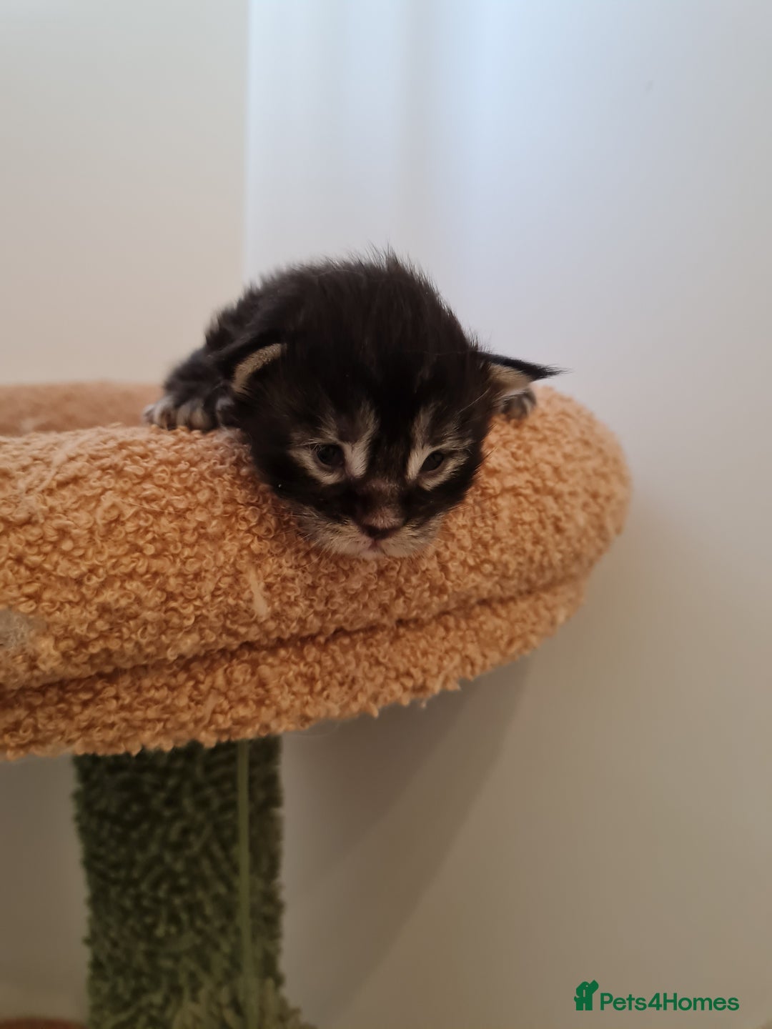 Maine Coon cats for sale: Maine coon kittens  - Advert 17