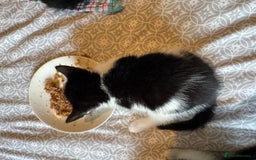 British Shorthair cats for sale: Kittens for sale  - Image 1