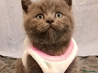 British Shorthair cats Little princess 👸 - Advert 4