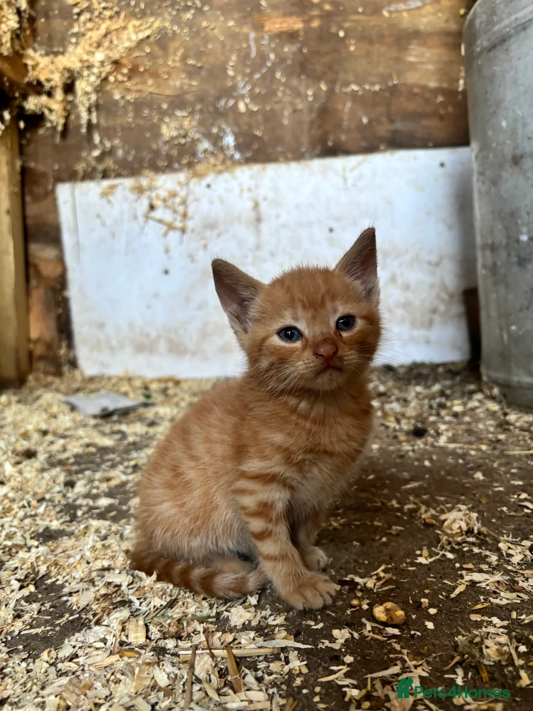 British Shorthair cats for sale: 5 kitten looking for a good home  - Advert 2