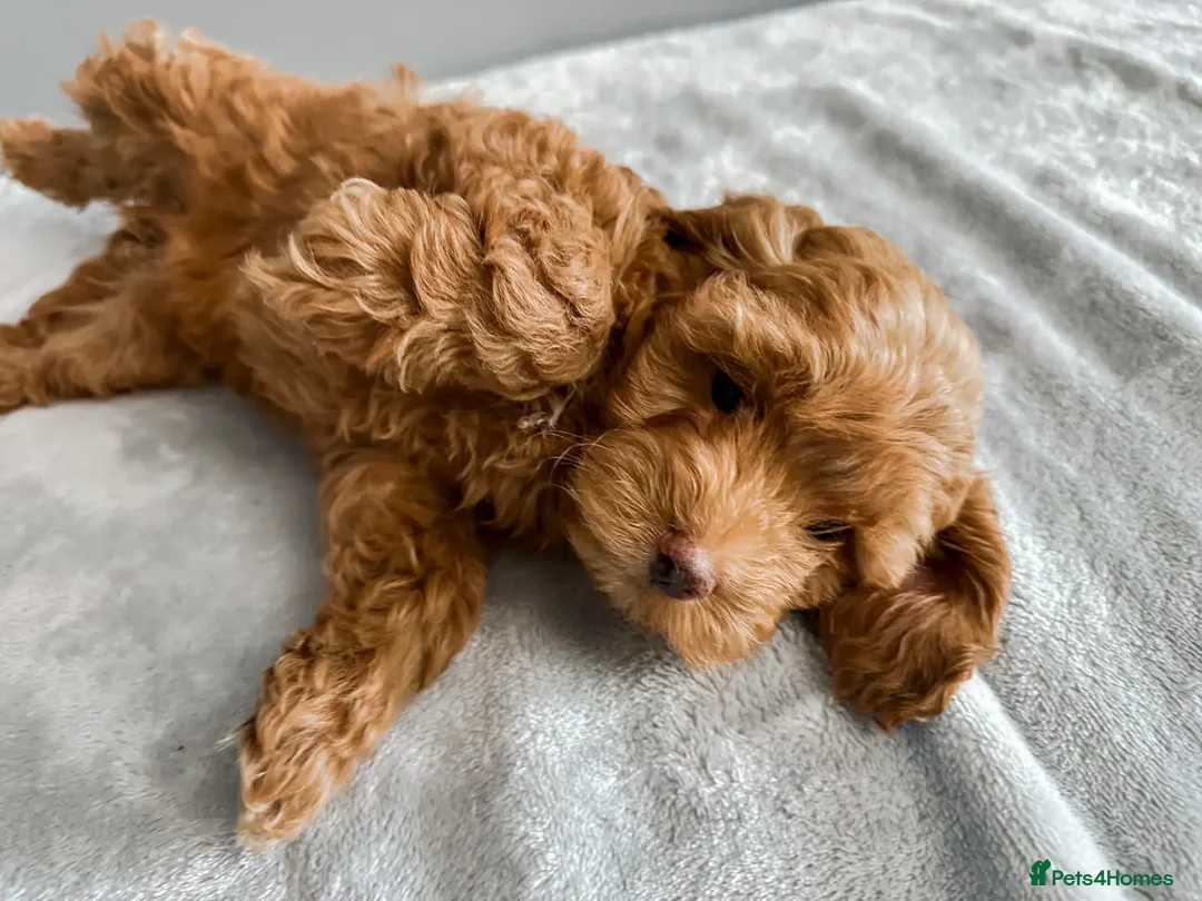 Cockapoo dogs for sale: Beautiful Mini Cockapoo Puppies - Image 4