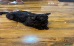 British Shorthair cats for sale: British Shorthair Kittens – 1 Boy & 3 Girls - Image 10