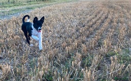 Border Collie dogs for sale: Border collie bitch pup. - Image 1