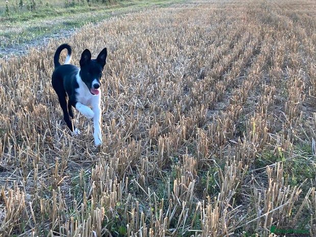 Border Collie dogs - Advert 15