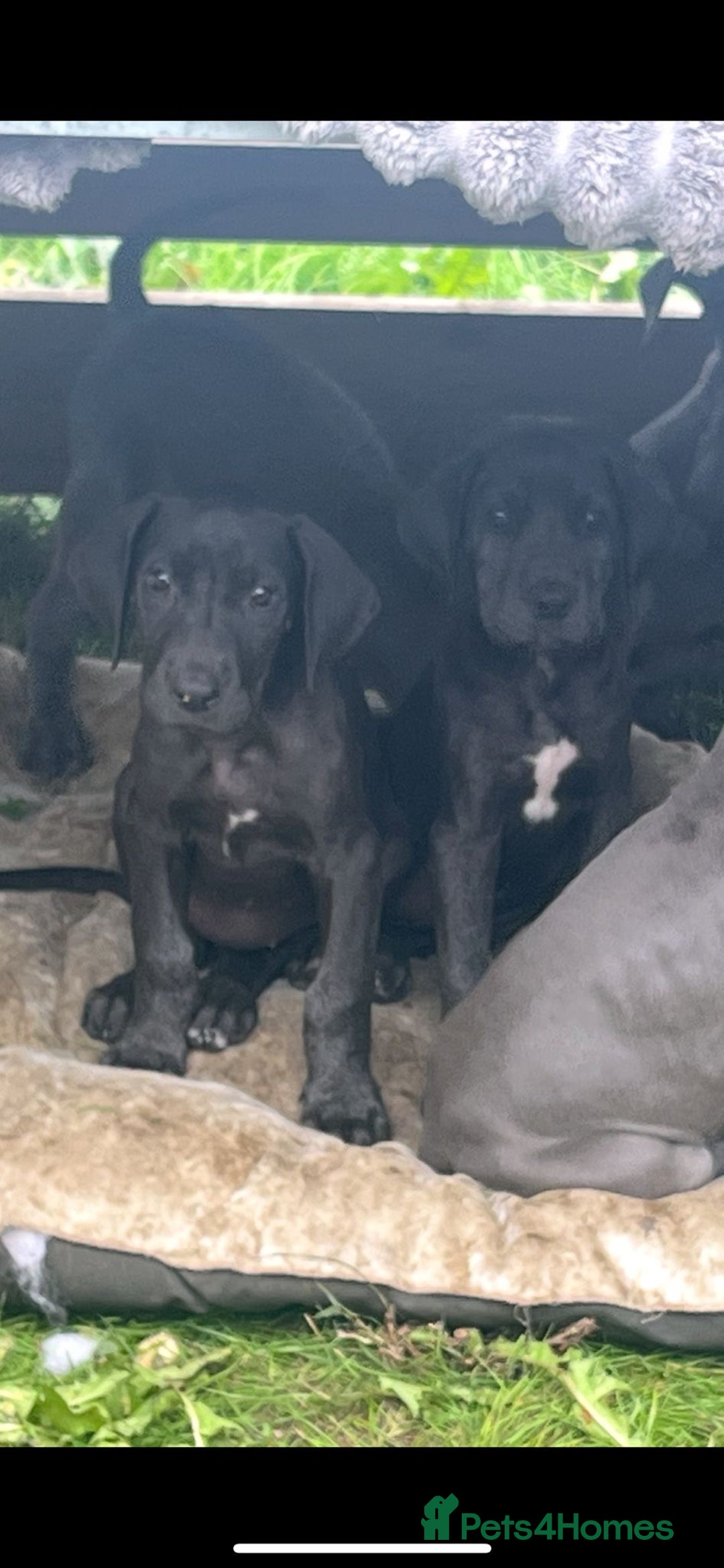 Great Dane dogs for sale: 7 left -12 beautiful Great Dane puppies black/blue - Image 12