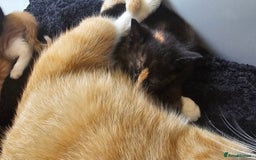 British Shorthair cats for sale: 4 Beautiful Kittens - Image 16