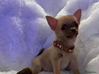 Pomchi dogs - Advert 1