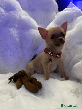 Pomchi dogs - Advert 5