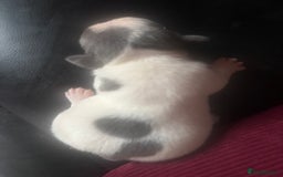 French Bulldog dogs for sale: Chunky French bulldog pups 4 girls  - Image 15