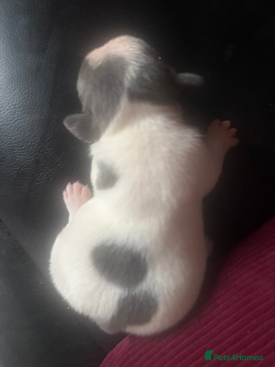 French Bulldog dogs for sale: Chunky French bulldog pups 4 girls  - Image 15