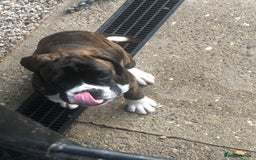 Boxer dogs for sale: Brindle/white boxer girl  - Image 8