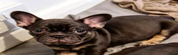 French Bulldog dogs for sale: 🌟REDUCED🌟only one girl and one boy left - Advert 14