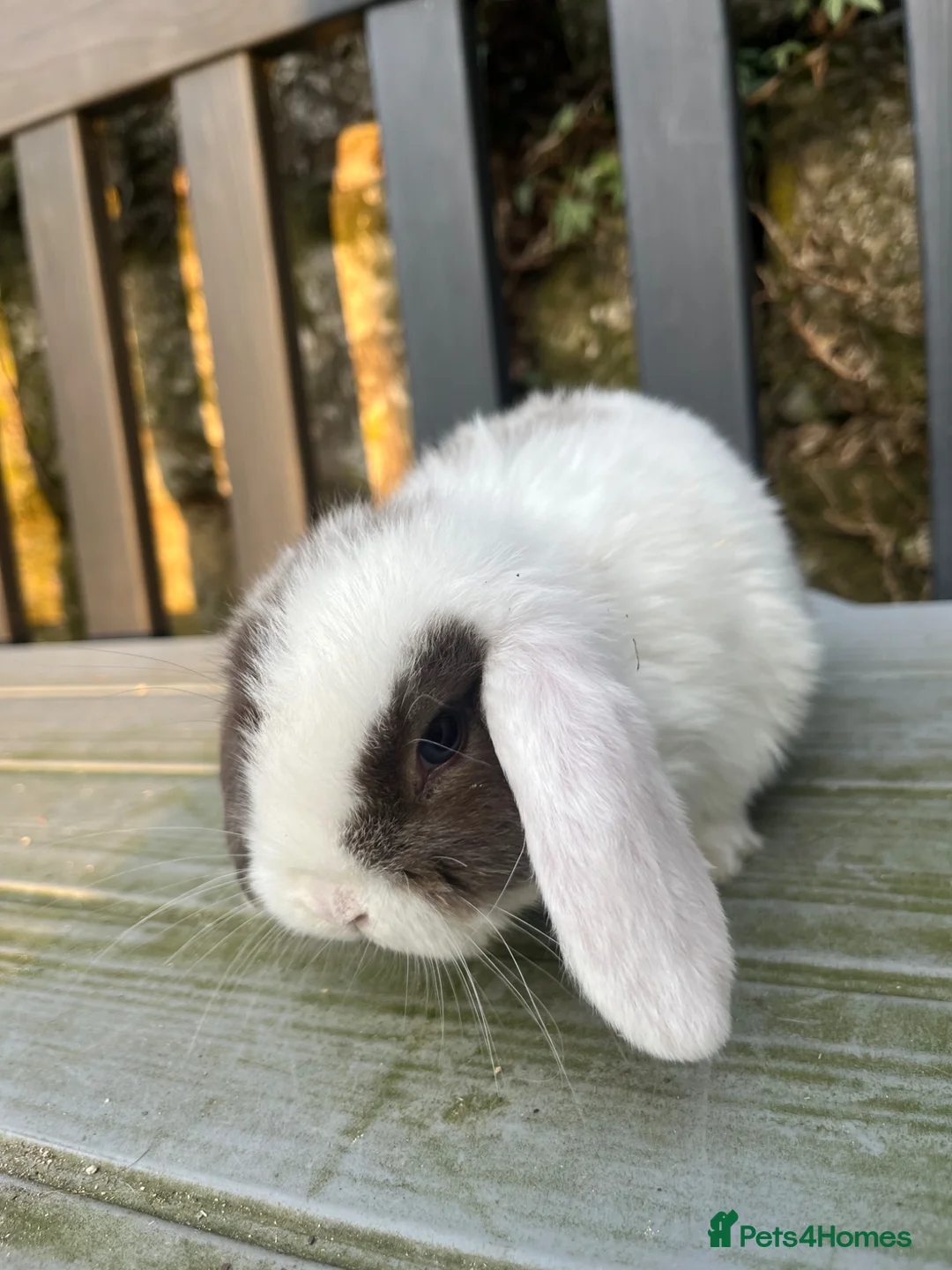 Mini Lop rabbits for sale: Gorgeous mini lops stunning colours  - Advert 2