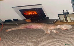 Bedlington Terrier dogs for sale: Pure Bedlington terrier puppy’s for sale £1500 - Image 5