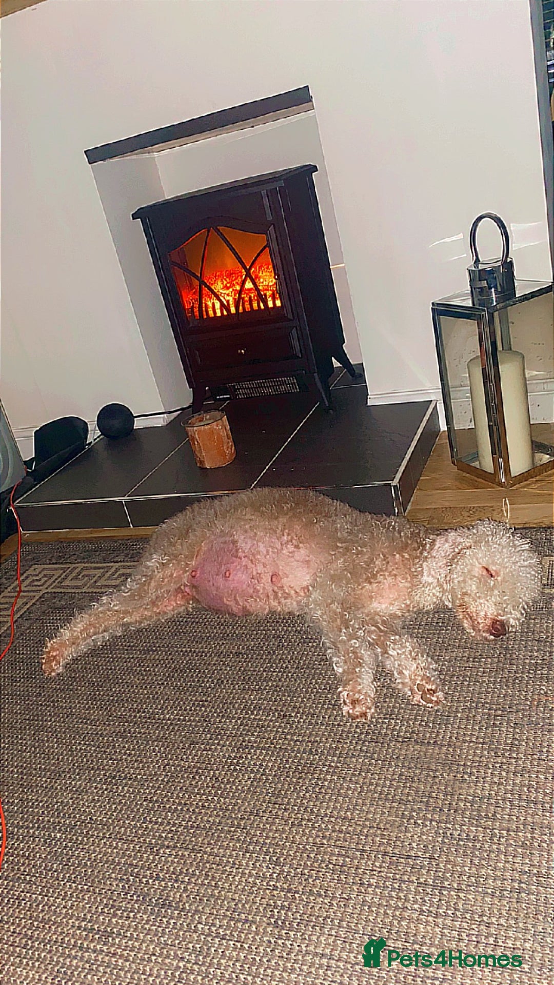 Bedlington Terrier dogs for sale: Pure Bedlington terrier puppy’s for sale £1500 - Image 5