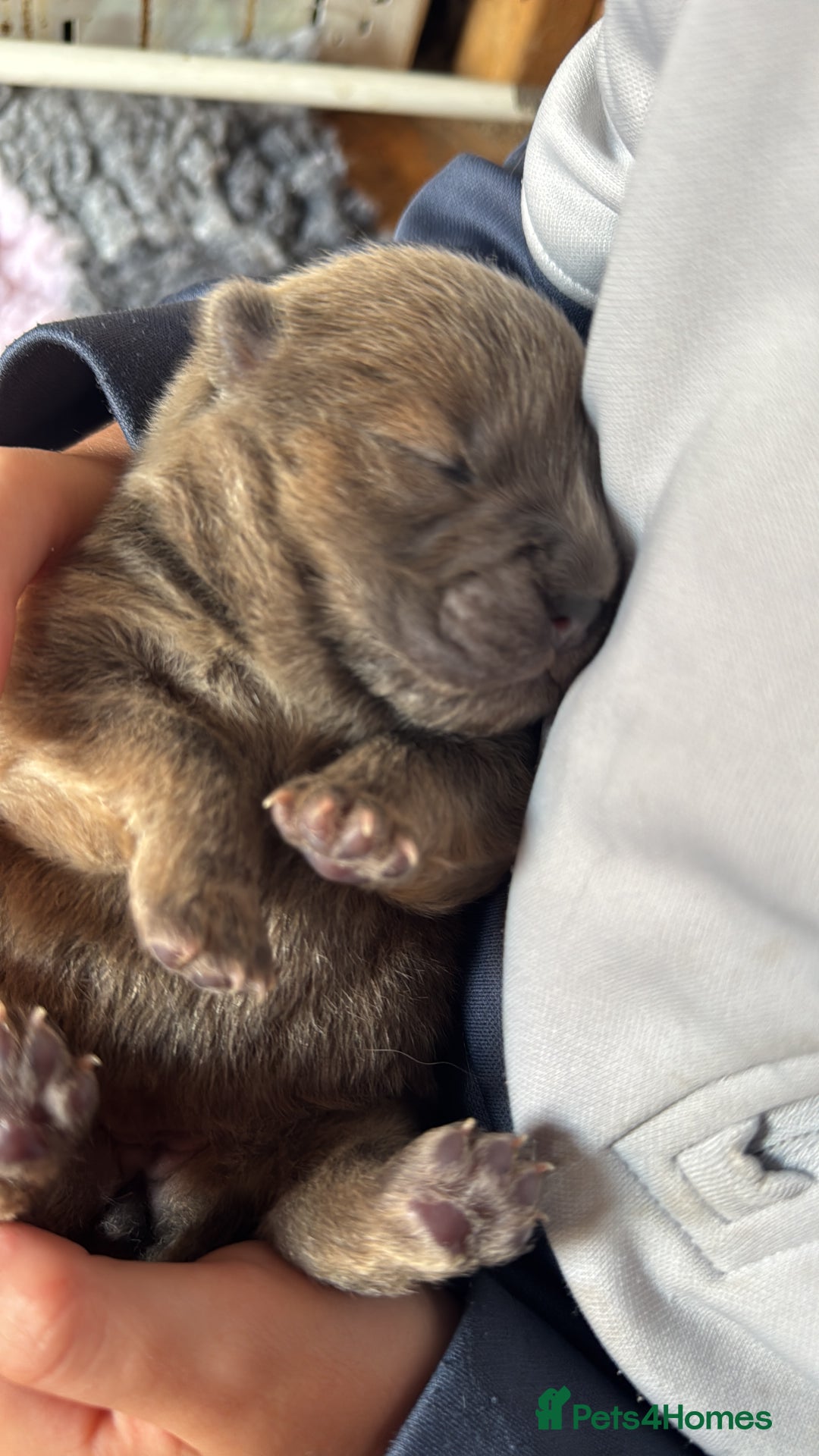 Chow Chow dogs for sale: Show Quality Chows  - Image 15