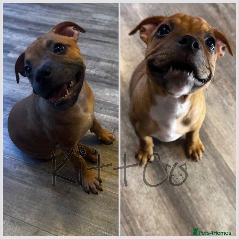 Staffordshire Bull Terrier dogs 🔥READY! KCREG STAFFY PUPPS–OUTSTANDING QUALITY 🔥 - Advert 1