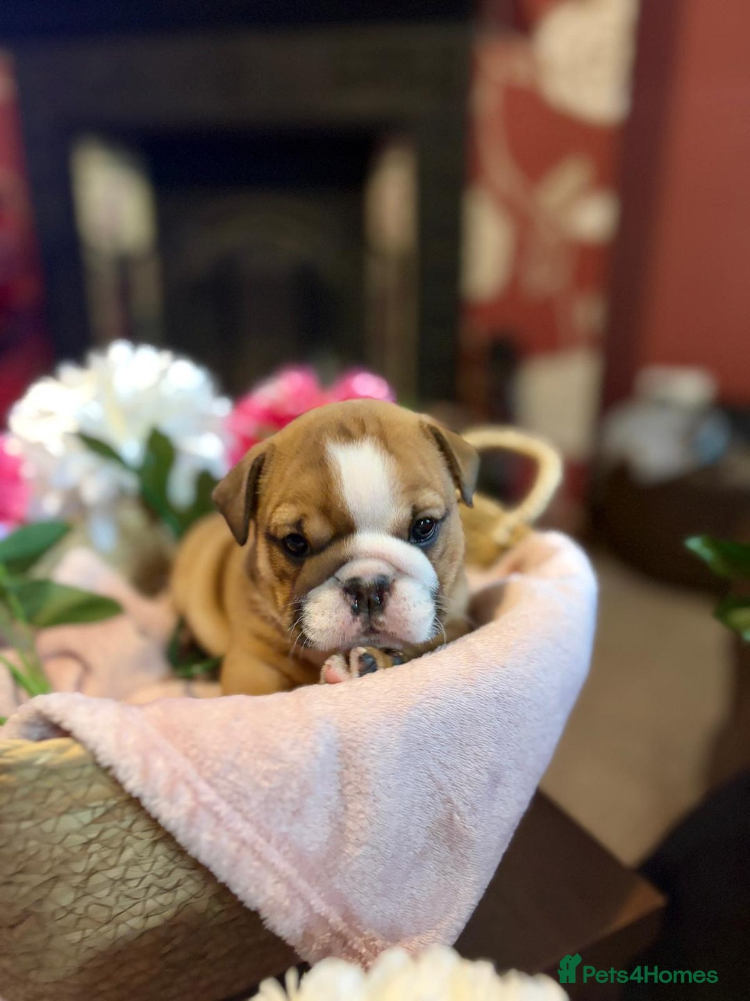 English Bulldog dogs for sale: 💙💗 exceptional English bulldog puppies 💗 💙  - Image 5