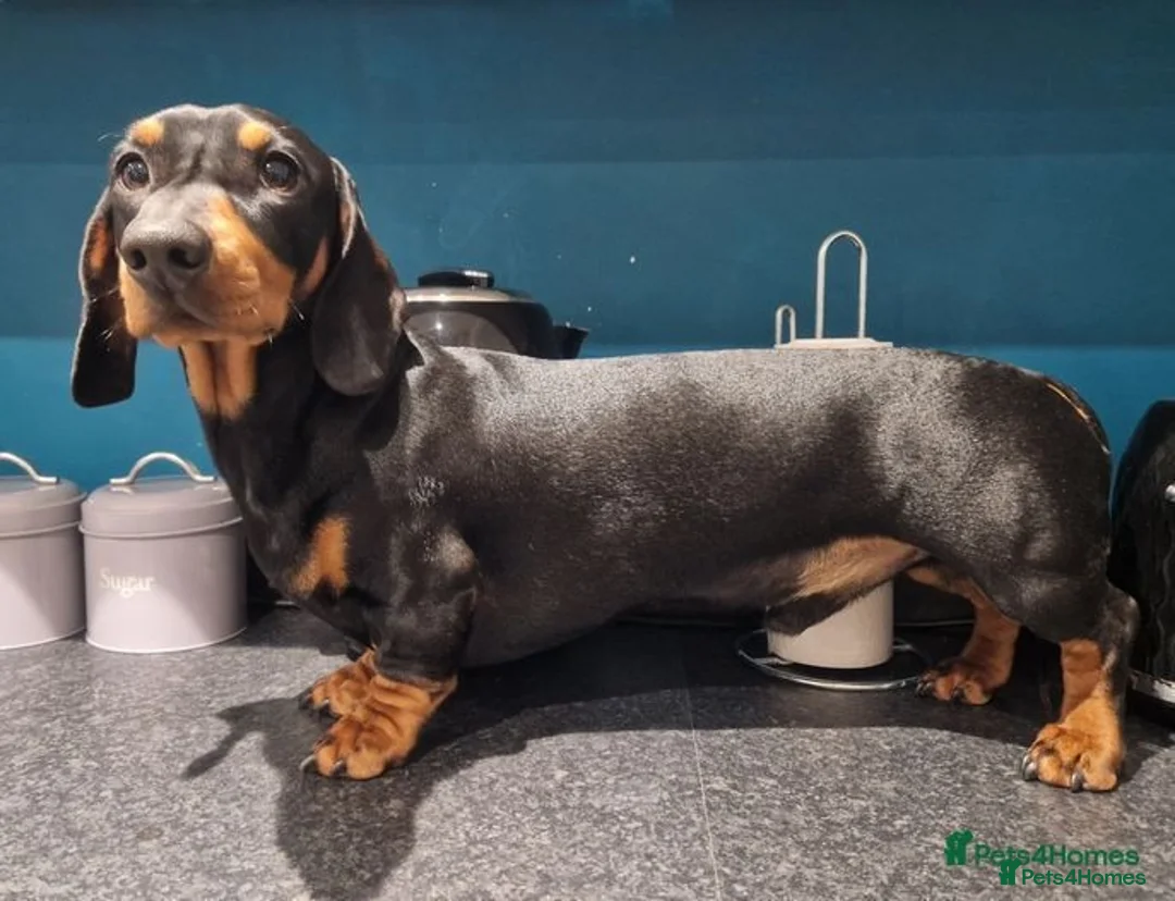 Dachshund dogs for stud: For stud! KC registered miniature dachshund  in Bristol - Image 4