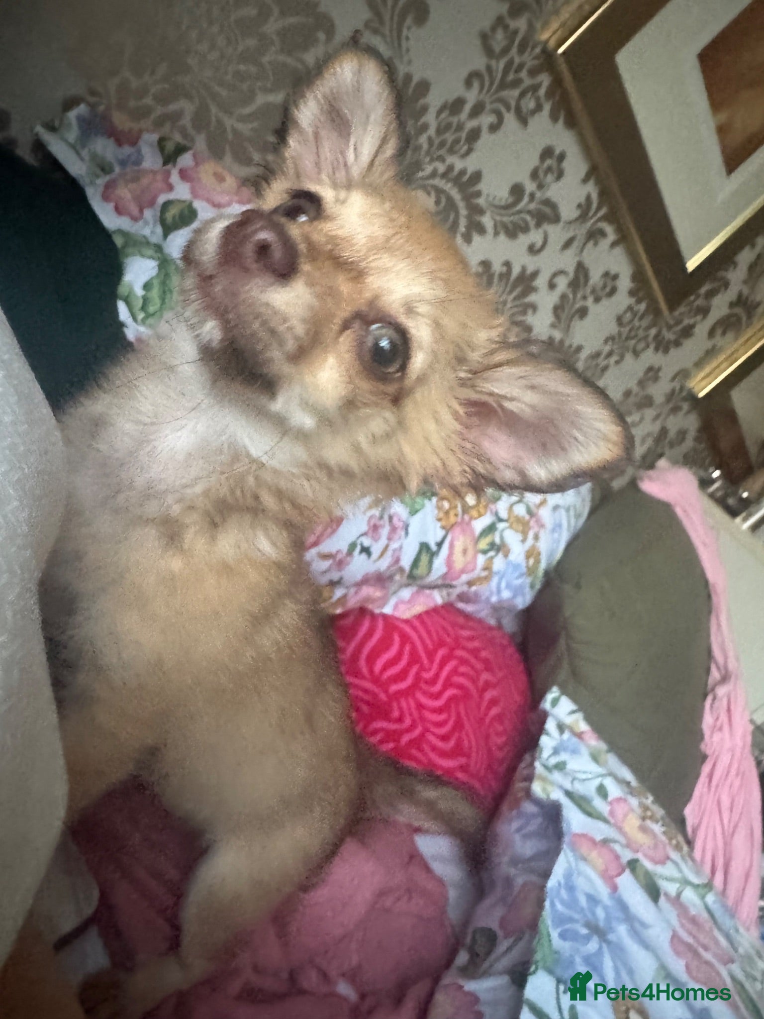 Mixed Breed dogs Chihuahua mix puppies available now - Advert 2