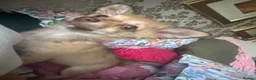 Mixed Breed dogs for sale: Chihuahua mix puppies available now - Advert 2