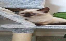 Ragdoll cats for sale: 💖Beautiful GCCF Registered Ragdoll Kittens. - Image 8