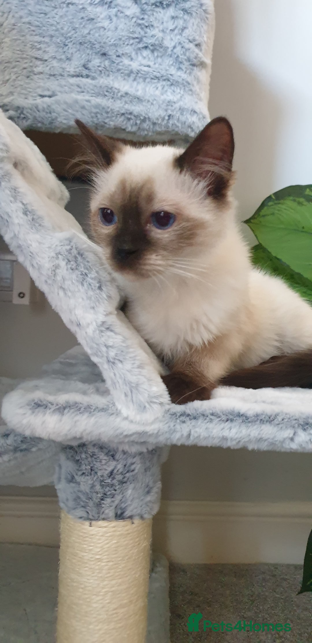 Ragdoll cats for sale: 💖Beautiful GCCF Registered Ragdoll Kittens. - Image 8