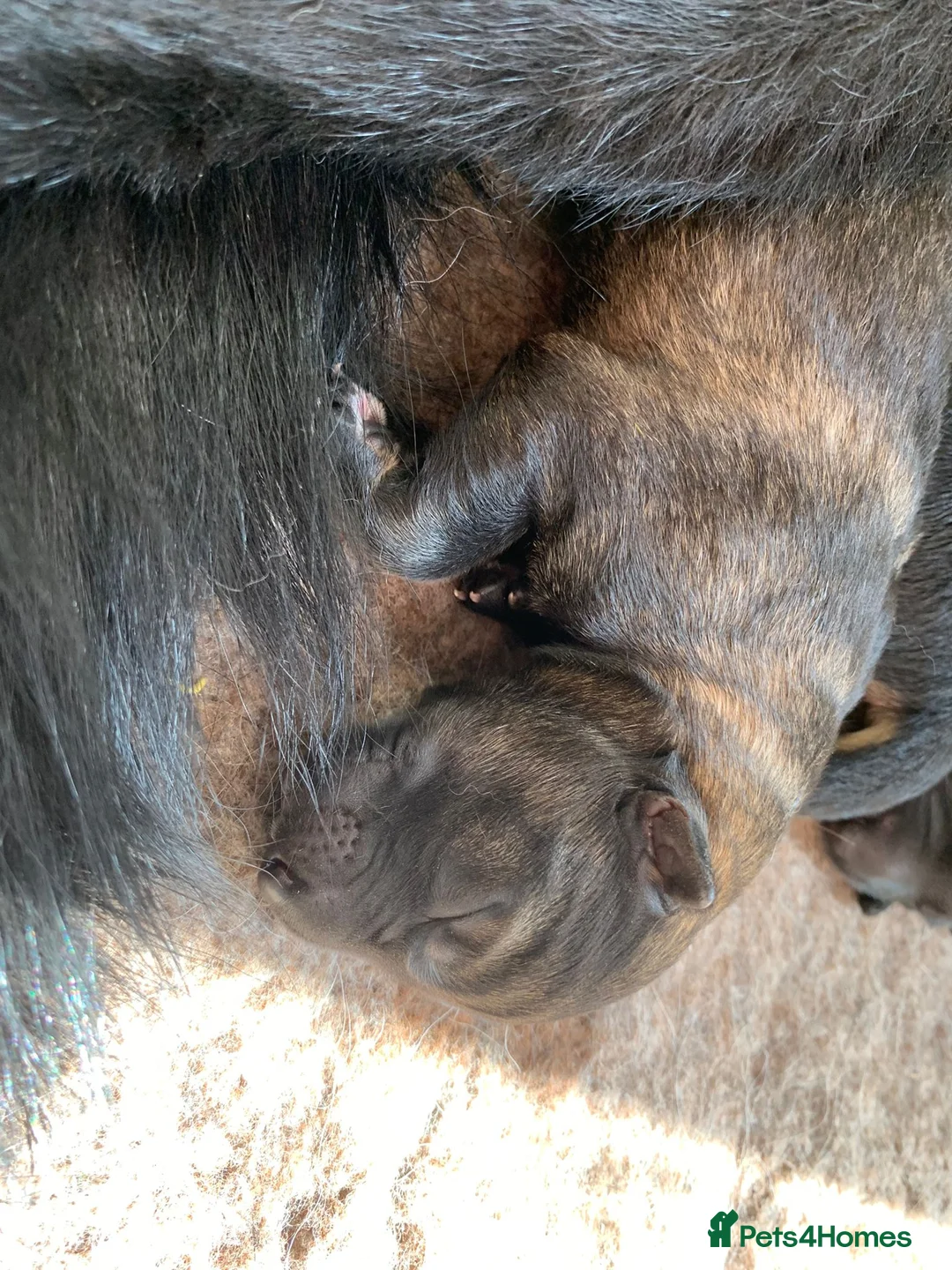 German Shepherd dogs for stud: Health tested Stunning kc reg sable stud  in Bedford - Advert 11