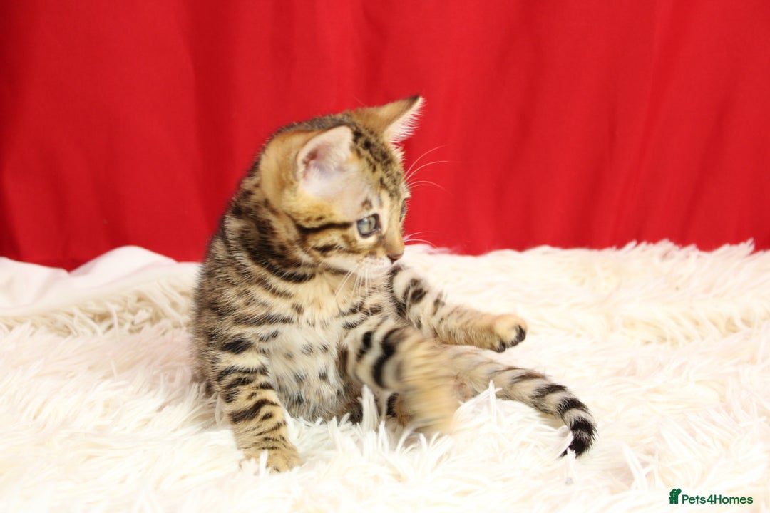 Bengal cats for sale: 🔥Absolute stunning little Talia ready to leave🔥 - Image 28