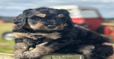 Bernedoodle dogs - Advert 15