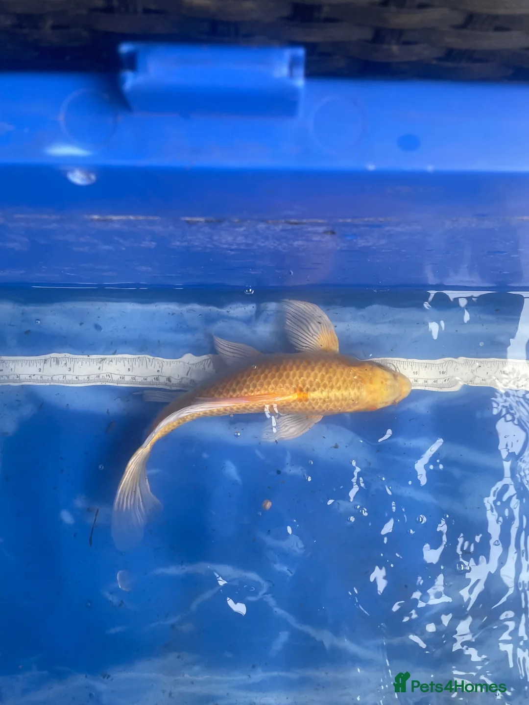 Koi Carp fish for sale: Koi carp and butterfly koi  - Advert 2