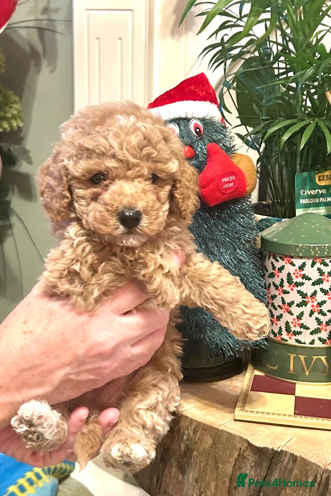 Poodle dogs for sale: Adorable Poodle puppies - Advert 10