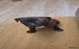 Staffordshire Bull Terrier dogs for sale: 4 PUPPIES STILL AVAILABLE - Image 5
