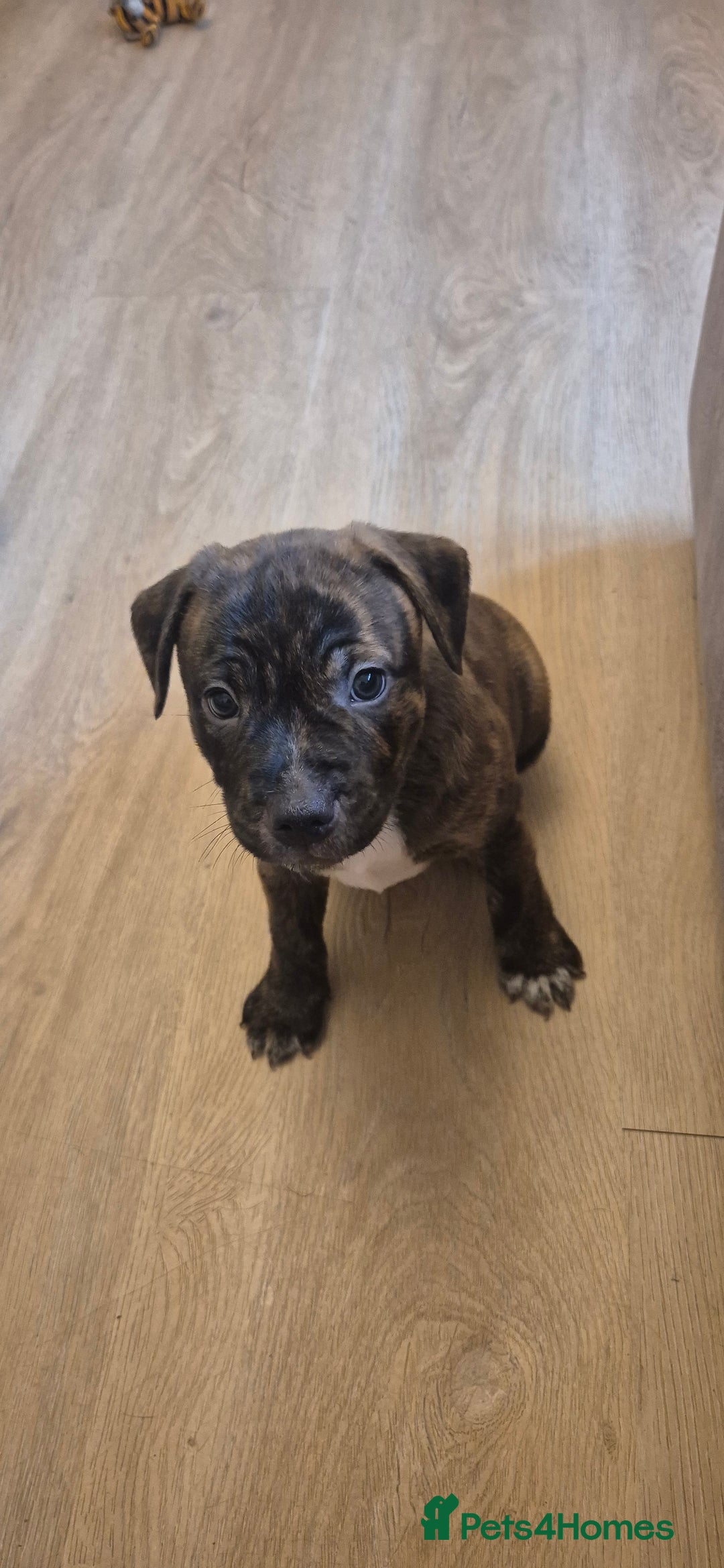 Staffordshire Bull Terrier dogs for sale: 4 PUPPIES STILL AVAILABLE - Image 5