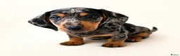 Miniature Dachshund dogs for sale: 5★ LICENSED BREEDER • KC REG BOYS READY NOW  - Advert 19