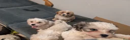 Mixed Breed dogs for sale: Adorable little bundles of joy!!  in Margate - Advert 9