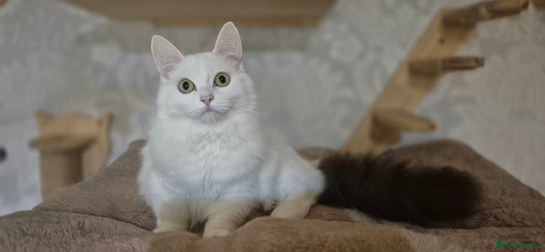 Munchkin cats for sale: Pedigree Munchkin kittens  - Image 29