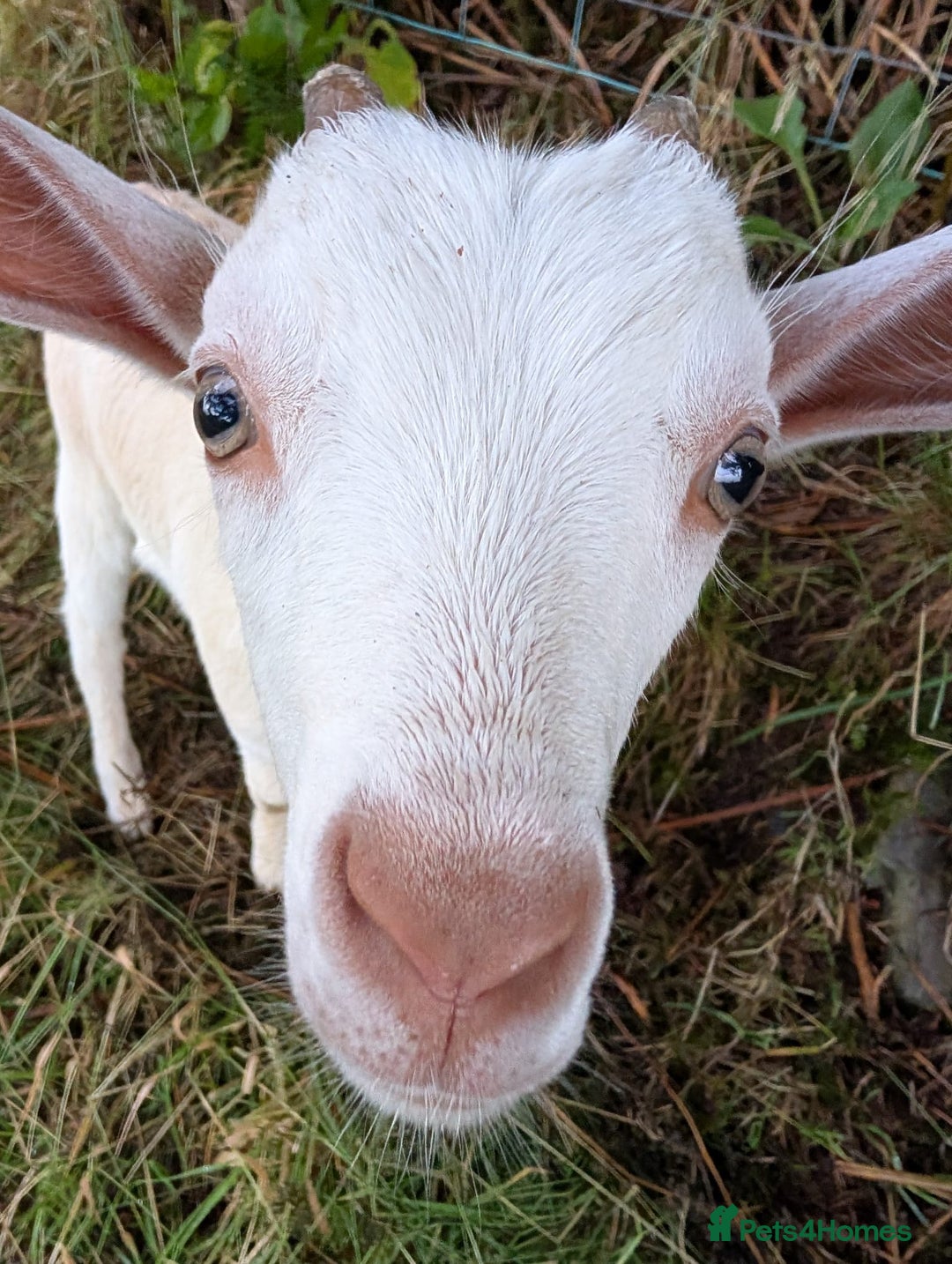 Goats livestock for sale: Twin dairy goats - Image 4