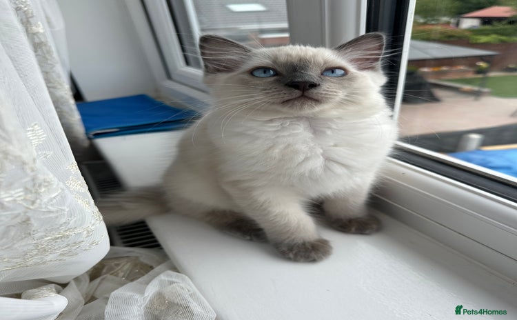 Ragdoll cats - Advert 12