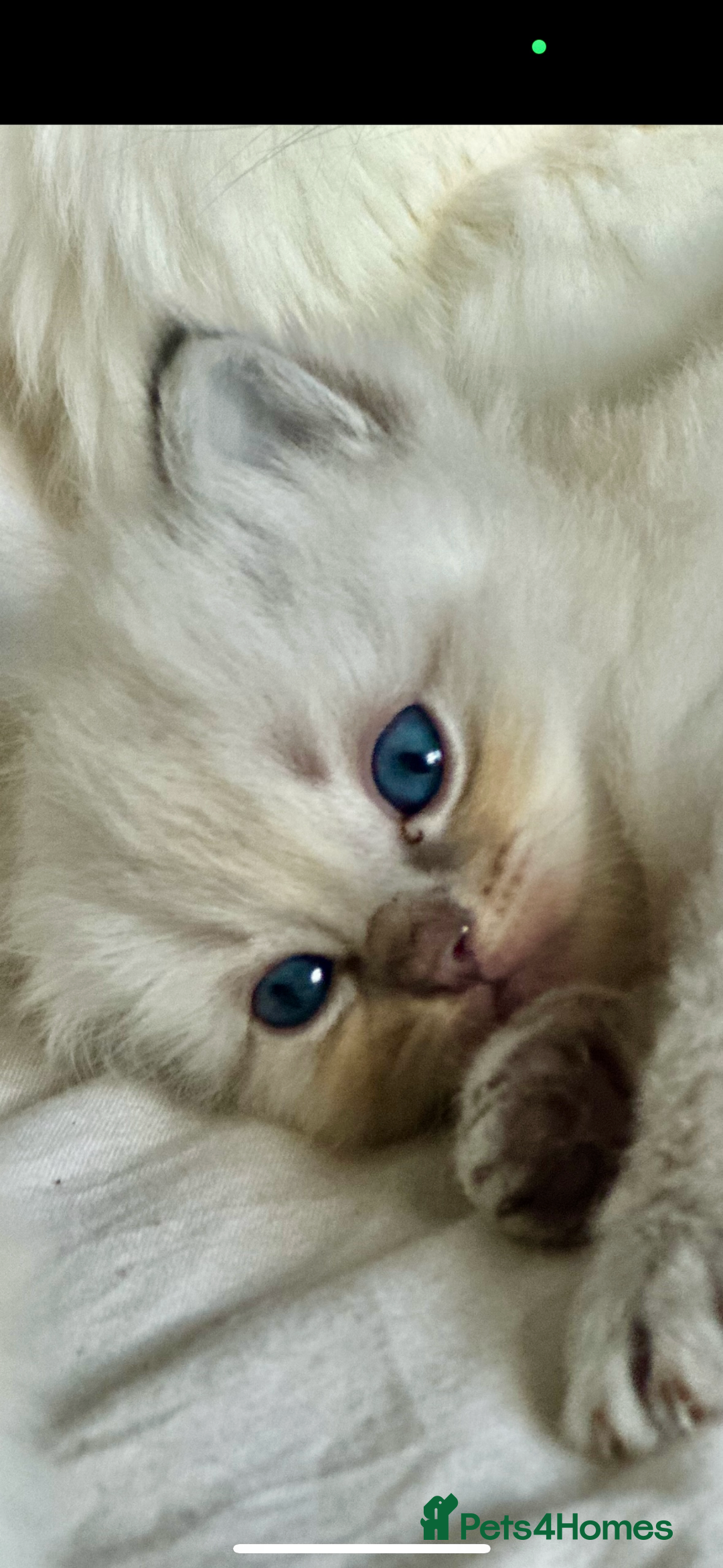 Ragdoll cats for sale: 🦋 WAITING LIST NOW OPEN 🦋 - Image 7