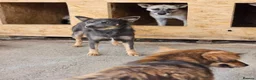 Mixed Breed dogs for adoption: Sheena - Stowmarket Suffolk  in Stowmarket - Advert 13