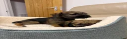 Border Terrier dogs for sale: 4 lovely Border terrier Puppie’s - Advert 5