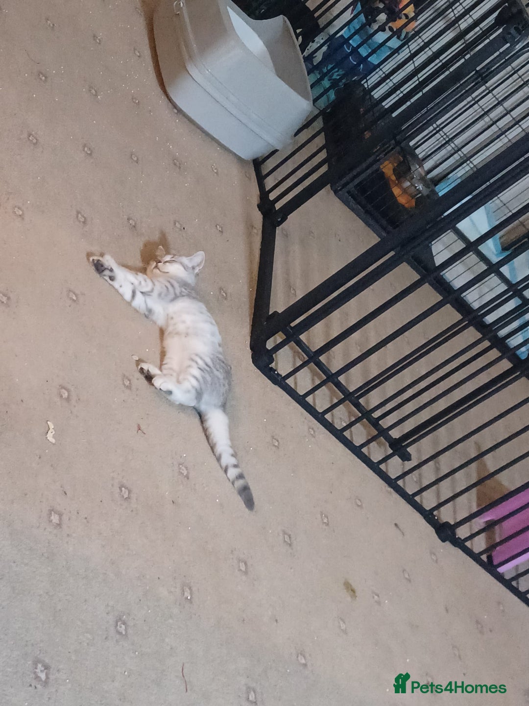 British Shorthair cats for sale: Beautiful silver spotted BSH for sad sale  - Image 14