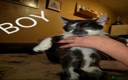 Domestic Shorthair cats for sale: Black and white kittens for sale - Image 1