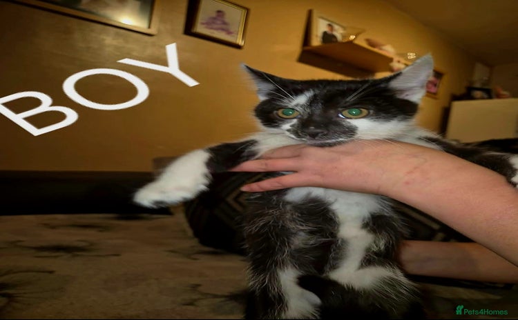 Domestic Shorthair cats - Advert 14
