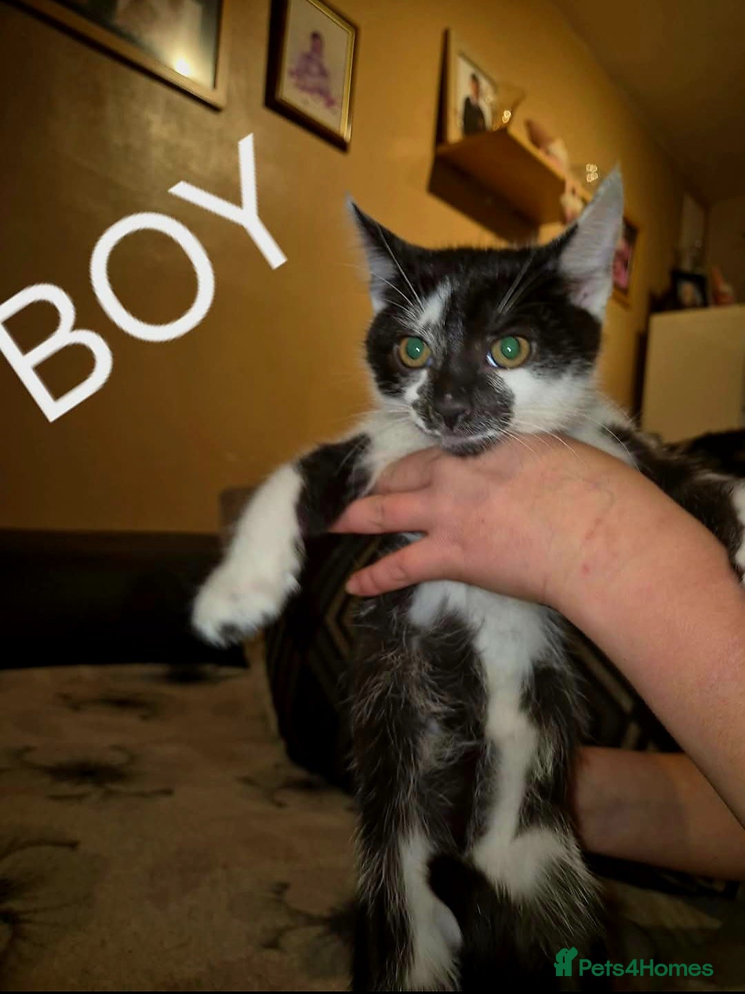 Domestic Shorthair cats for sale: Black and white kittens for sale - Image 1