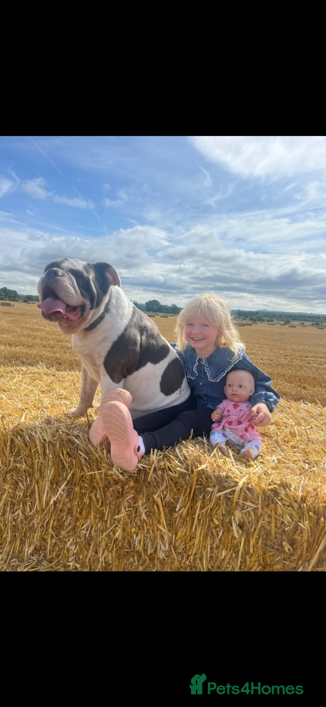 Olde English Bulldogge dogs for sale: Olde English Bulldog in Trowbridge - Advert 2