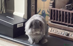 Lionhead rabbits for sale: Rabbit brothers looking for a sweet family - Image 2